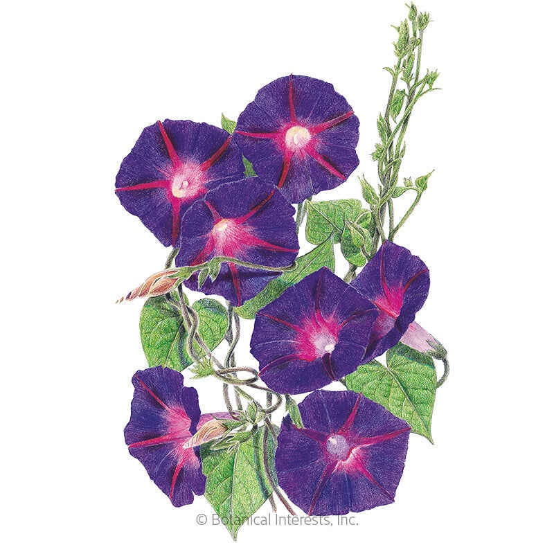 Grandpa Ott’s Morning Glory Seeds