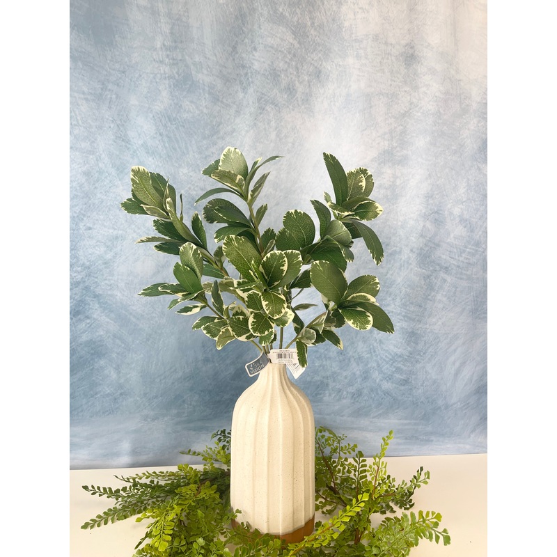 Pittosporum Leaf Spray