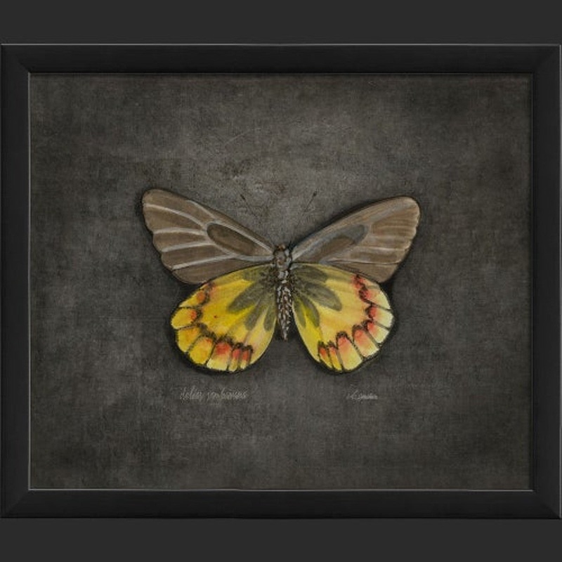 Framed Butterfly Print – Delias Sambawana
