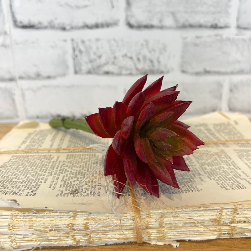 Sharp Leaf Succulent – Burgundy