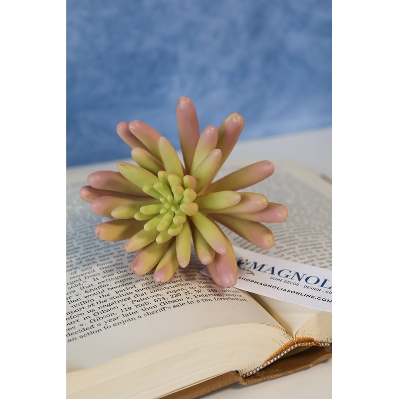 Medora Finger Succulent