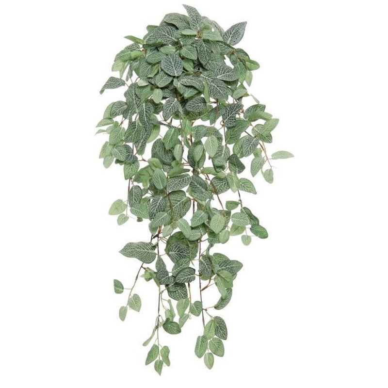 Fittonia Hanging Bush