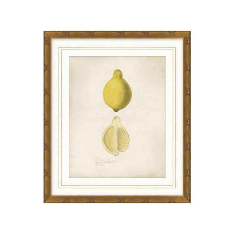 Pomological Lemon – 14.5″w x 17″h