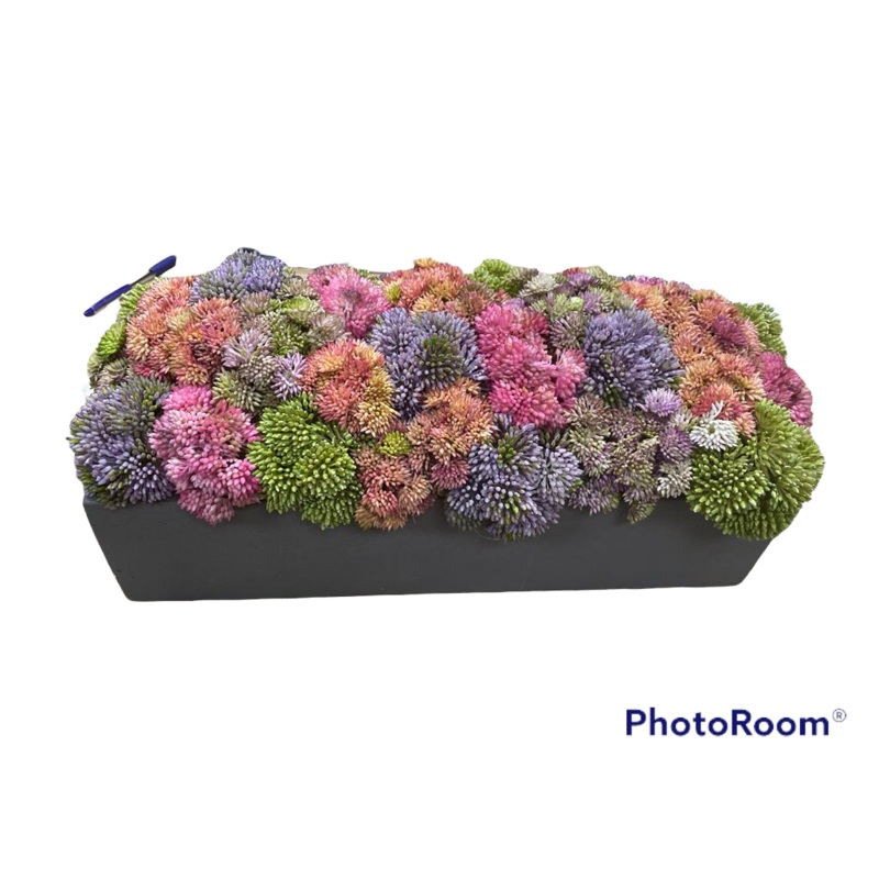 CDI Bright Sedums in Rectangular Pot