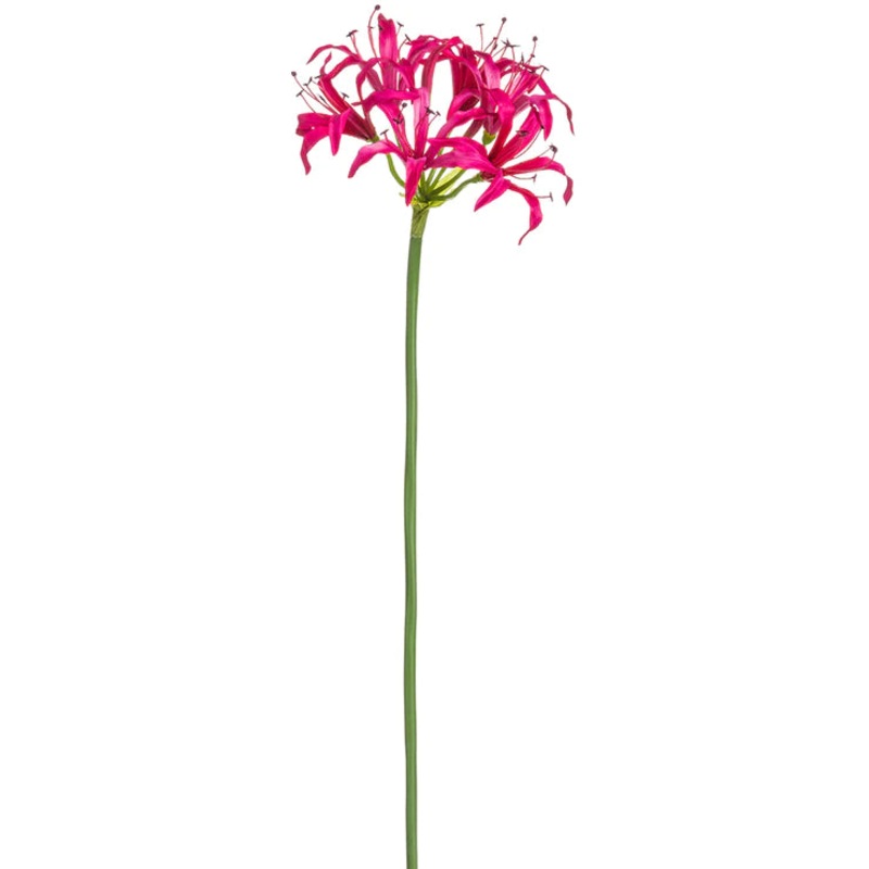 29″ Nerine Lily Stem  Fuchsia