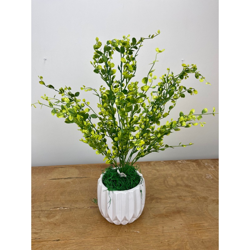 20″ Bog Pimpernel Bush