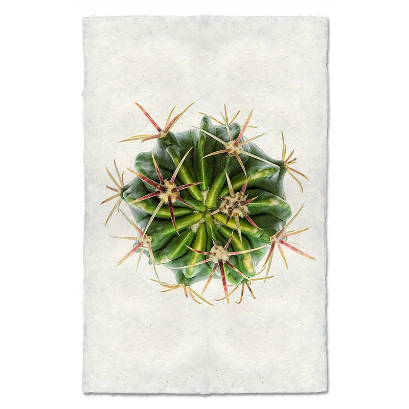 Devil’s Tongue Barrel Cactus