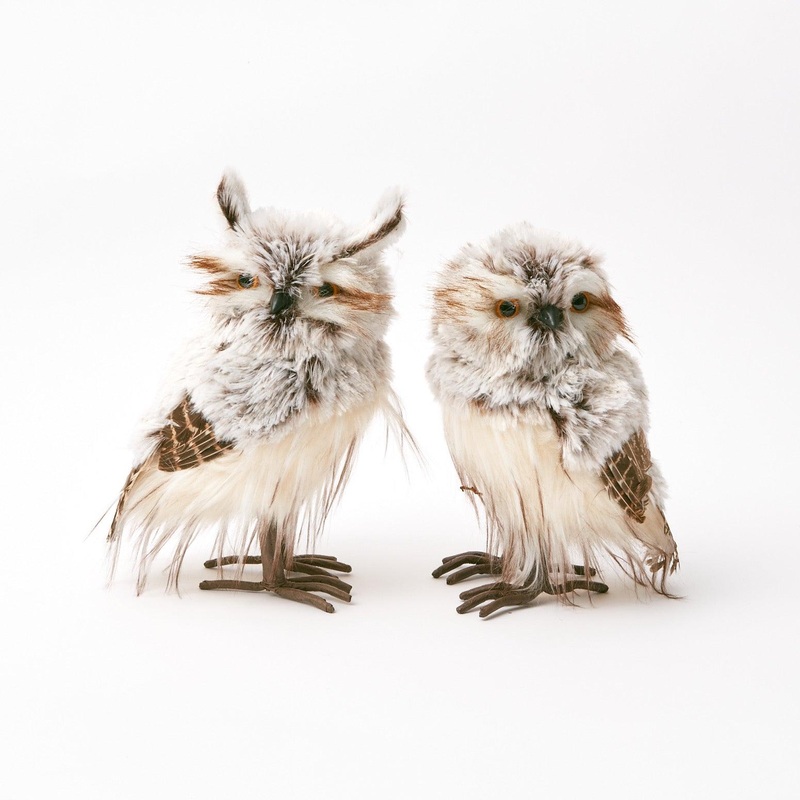 Pair of Tawny Owls