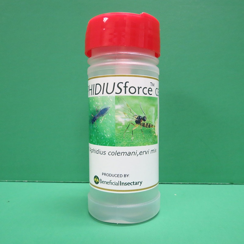 Aphidius Colemani/Ervi for Aphid Control