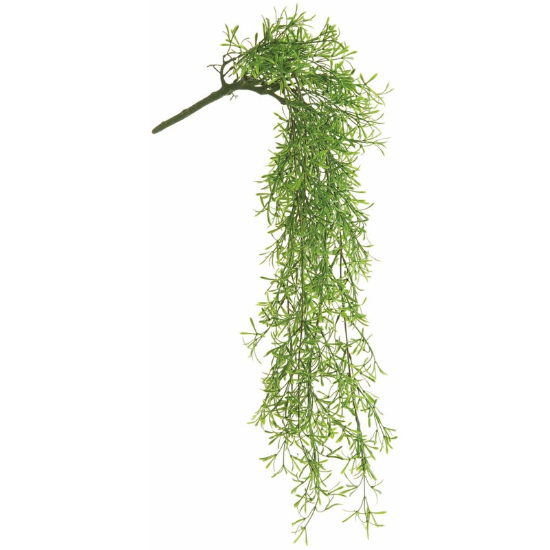 UV Protect Sprengeri Hanging Bush