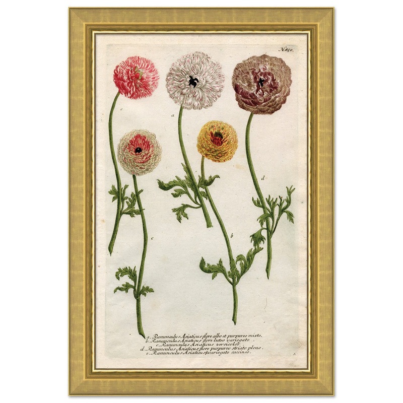 Weiman Ranunculous 1 Framed Art