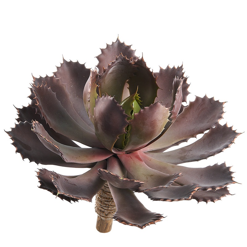 Echeveria