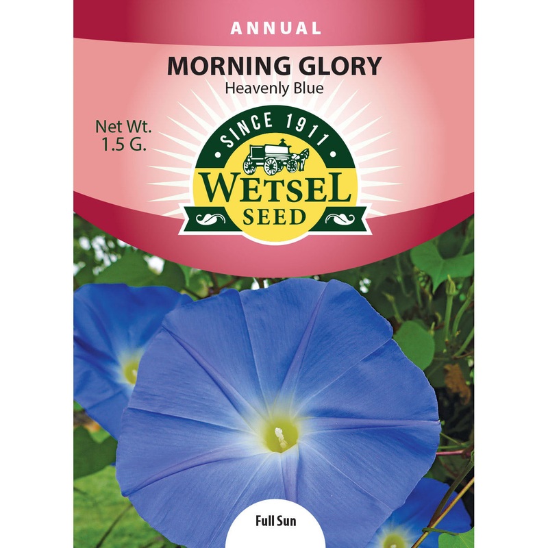 Wetsel Seed Morning Glory Heavenly Blue Seed