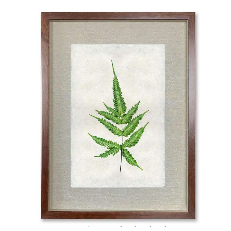 Fern #4 – Shadowbox