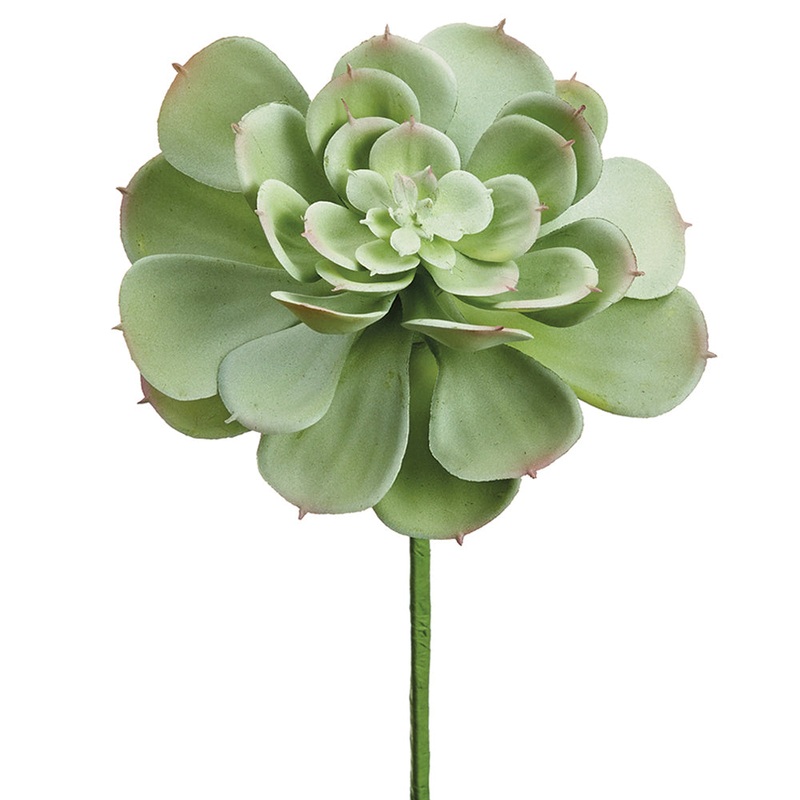 Echeveria Succulent