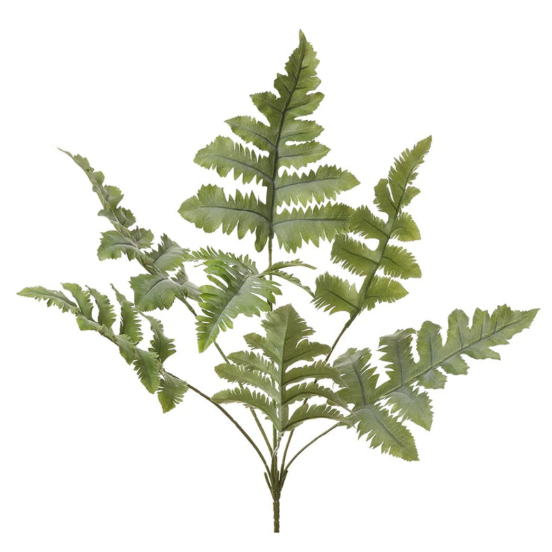 27″ Blue Star Fern Plant  Green