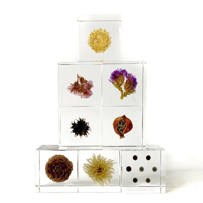 Sola Cube Beauty of Plants