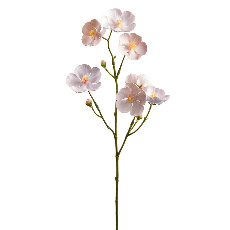 Cape Mallow Stem