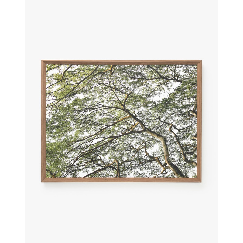 Treetops