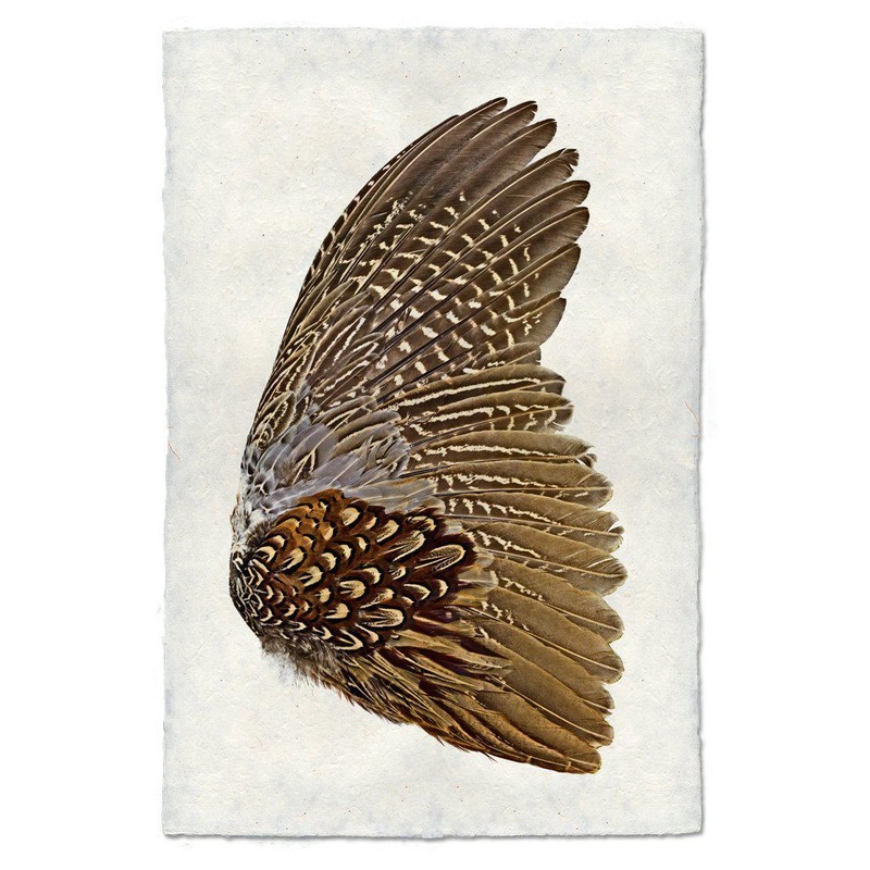 Ring Neck Pheasant (Right)