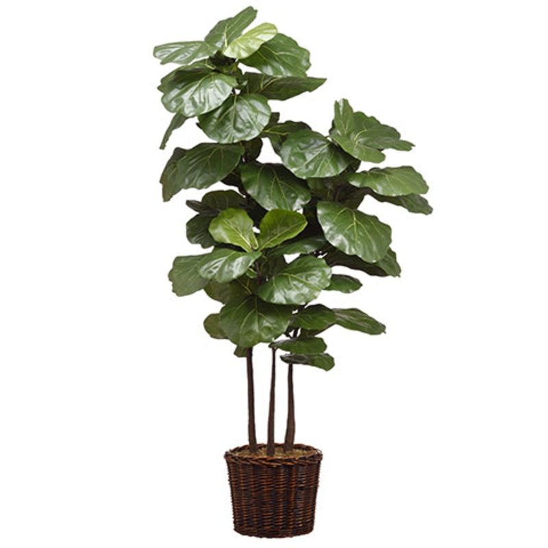 Fiddle Leaf in Willow Planter