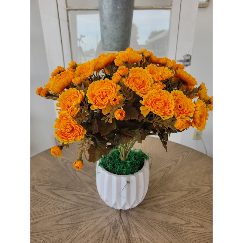Gold Mum Bush