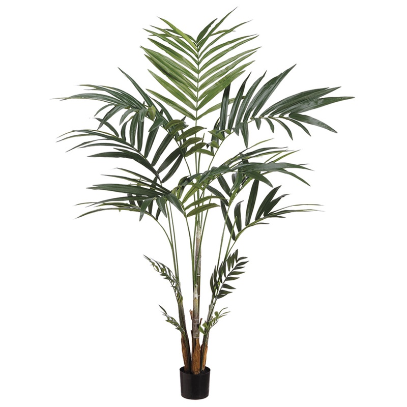 Kentish Palm Tree
