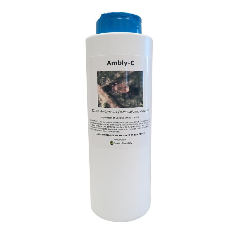 AMBLYforce C for Thrip Control