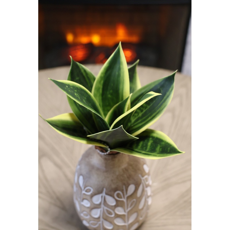 Mini Sanseveria Plant