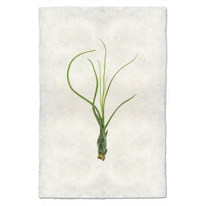 Air Plant #9 (Tillandsia Butzii)
