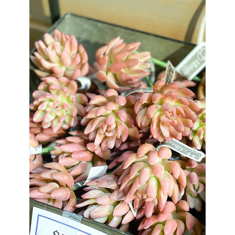 Coral Real Touch Senecio Pick