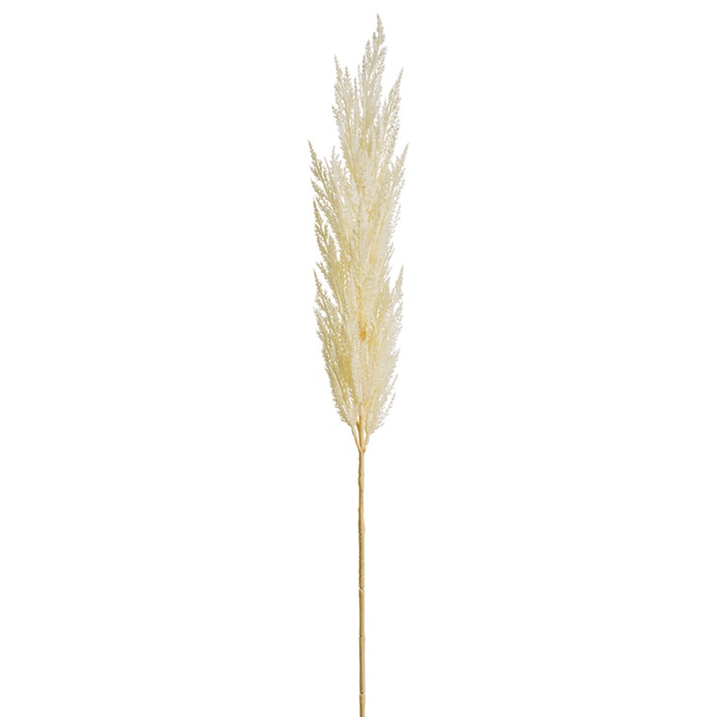 Pampas Grass – Bleached