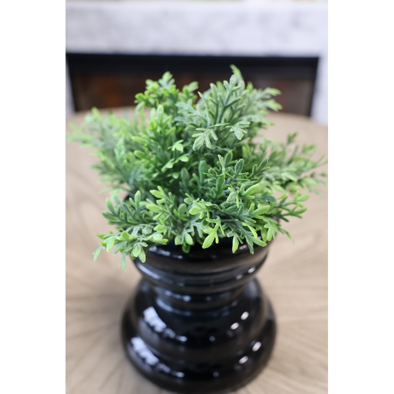 UV Protect Wormwood Bush