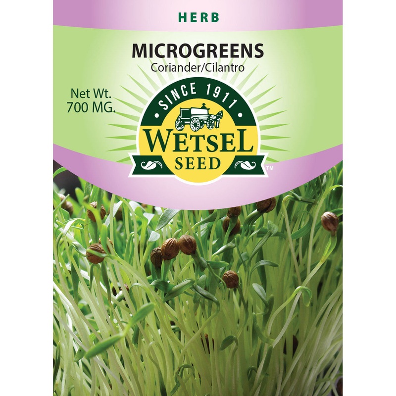 Wetsel Seed Microgreens Cilantro Coriander Seed