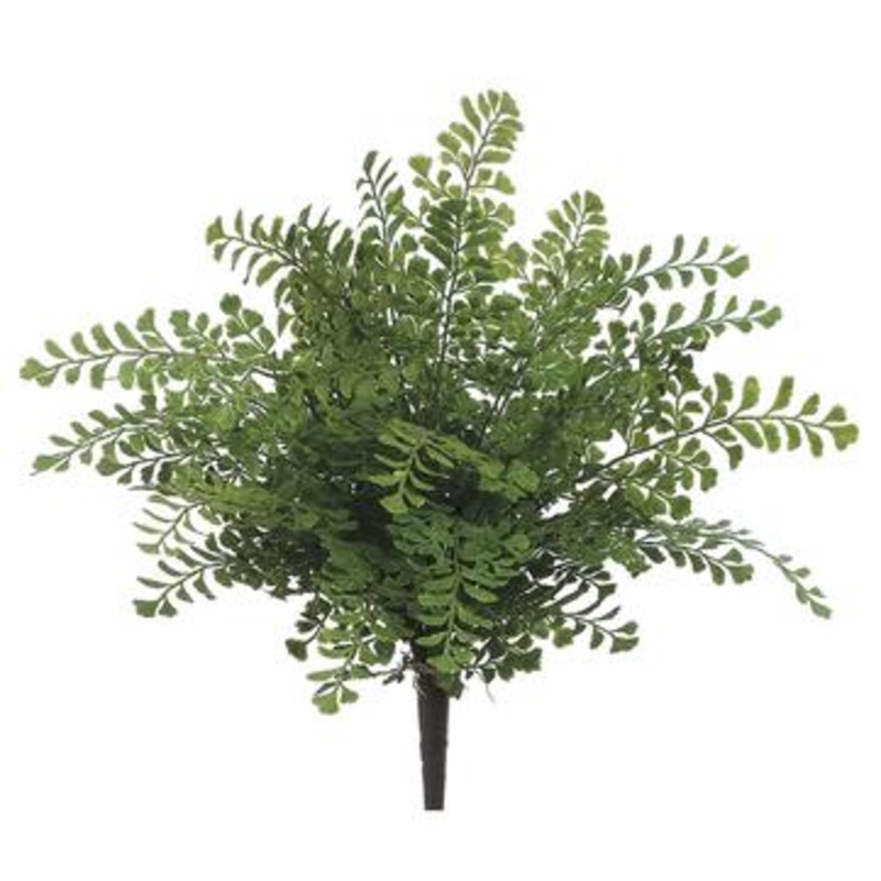 16″ Maidenhair Fern Plant  Green