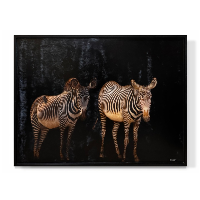 “Zebras”