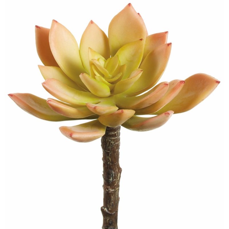 Easy Beauty Echeveria Pick