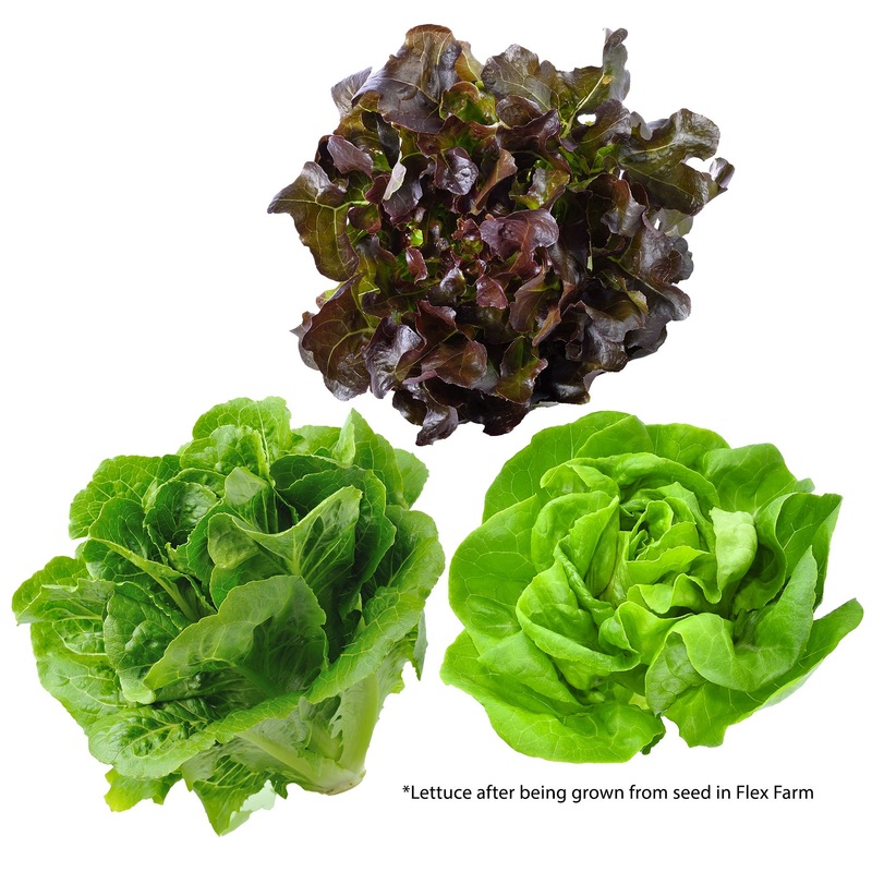 Fork Farms Lettuce Variety Seed Bundle