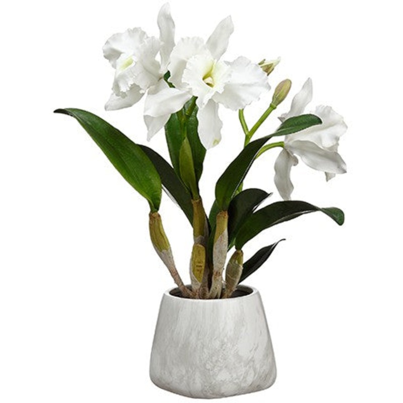 18″ Cattleya Plant