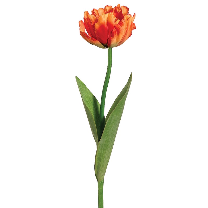 Parrot Tulip Stem
