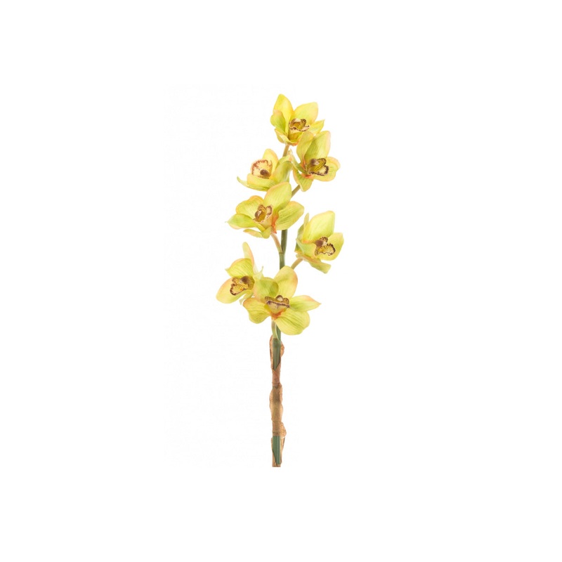 ORCHID CYMBIDIUM STEMS