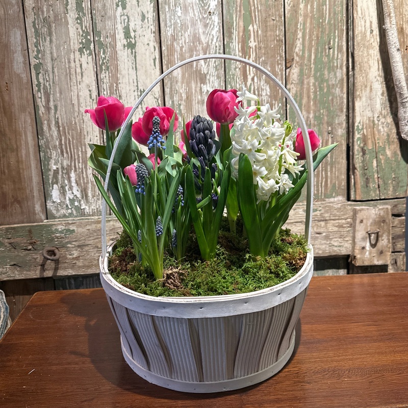 Spring Bulb Garden