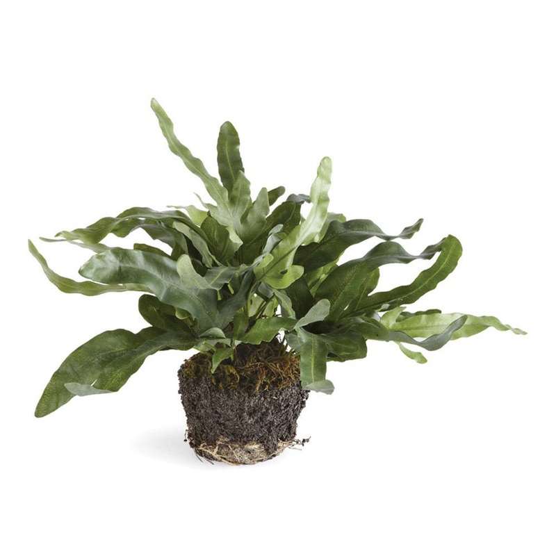 8.5″ Echeveria Fern Drop-In