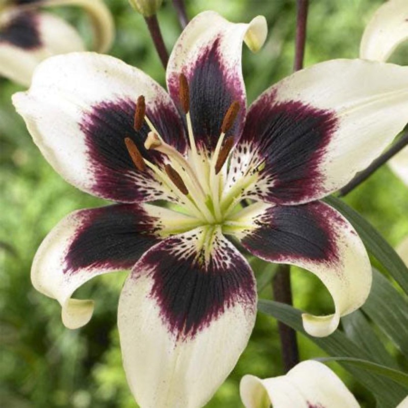 Patricia’s Pride Asiatic Lily Bulbs